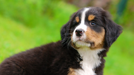 Image showing Portrait of Bernese mountain dog