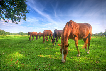 Image showing Wild horses on the field