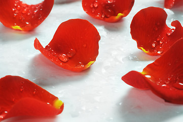 Image showing Rose petals on white background