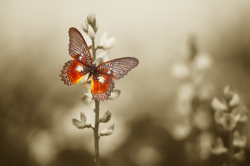 Image showing A red butterfly on the moody field