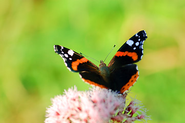 Image showing Butterfly