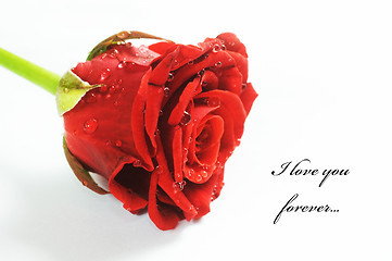 Image showing Red fresh rose on white