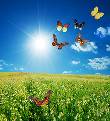 Image showing Colorful buttefly spring field