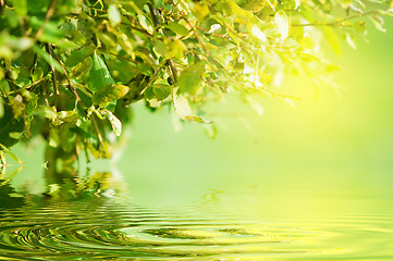 Image showing Green nature. Sun, water reflection