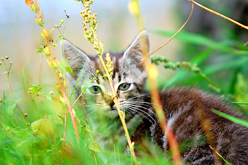 Image showing Kitten in the grass