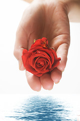 Image showing Red rose in palm and water