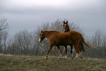 Image showing Two Horses