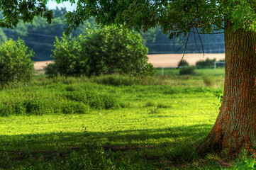 Image showing Tree on summer field