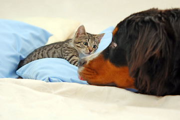 Image showing Dog and kitten