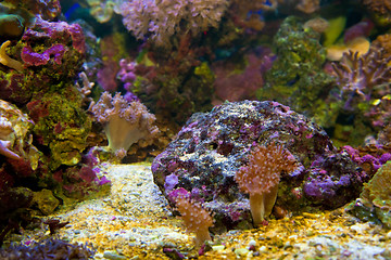 Image showing Underwater life. Coral reef, fish.