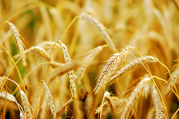 Image showing Wheat field 