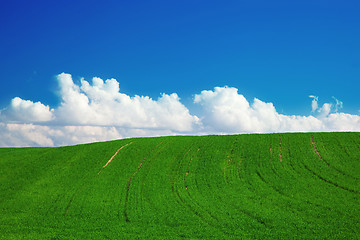 Image showing Green summer landscape