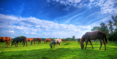 Image showing Wild horses on the field