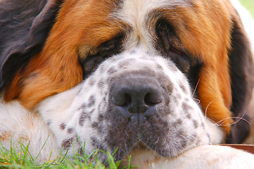 Image showing Dog lying on grass