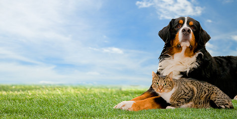 Image showing Dog and cat together