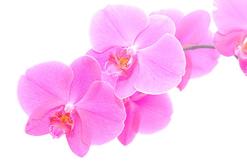 Image showing Orchid isolated