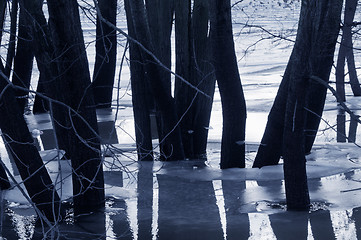 Image showing Trees in water, dusk mood