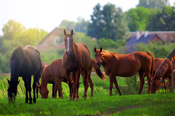 Image showing Horses on the field