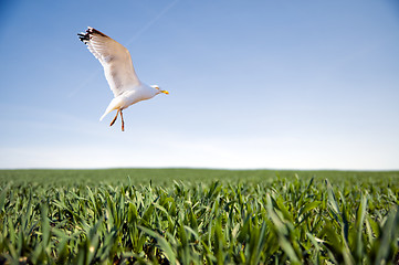 Image showing Bird flying over green grass