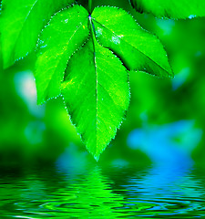 Image showing Natural leaves background