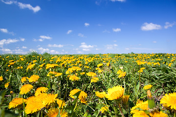 Image showing Field full of dandelions in spring