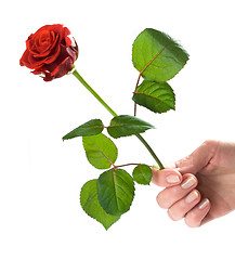 Image showing Giving a rose