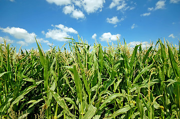 Image showing Summer landscape