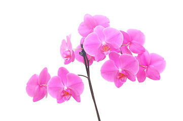 Image showing Orchid isolated