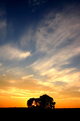 Image showing Sunset and trees