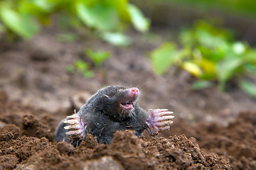 Image showing Mole in ground