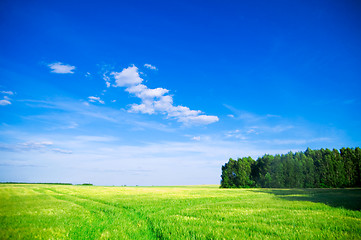 Image showing Summer landscape