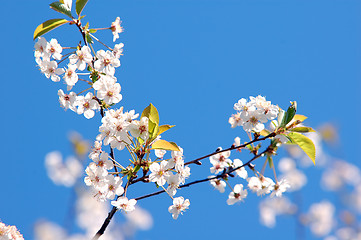 Image showing Spring tree