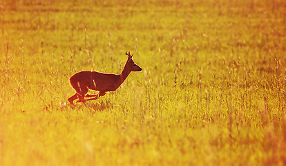 Image showing Animal background. Roe-deer