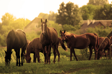 Image showing Horses on the field