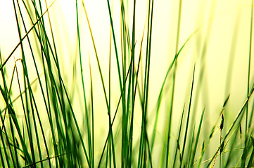 Image showing Grass background