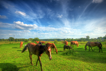 Image showing Wild horses on the field