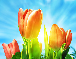 Image showing Beautiful spring tulips background