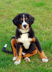 Image showing Portrait of puppy Bernese mountain dog 