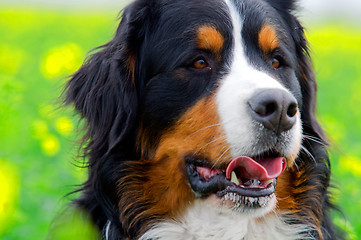 Image showing Bernese Mountain Dog portrait