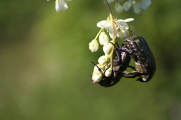 Image showing Bugs love