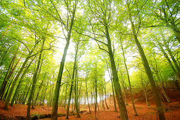 Image showing Autumn forest