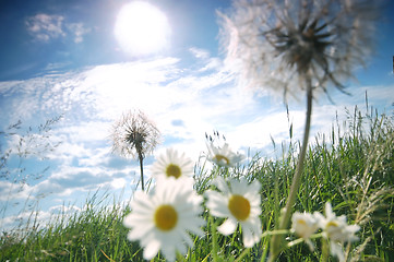 Image showing Fresh meadow background