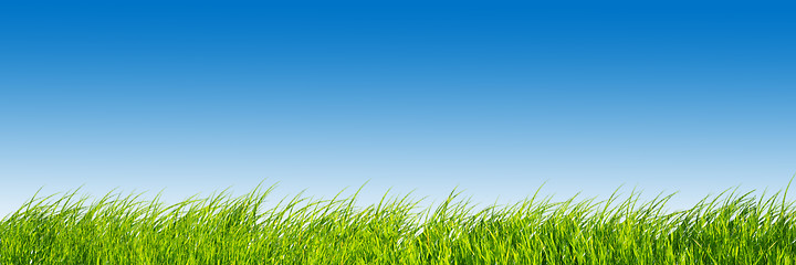 Image showing Green fresh grass on blue sky panorama.