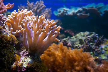 Image showing Underwater life. Coral reef, fish.