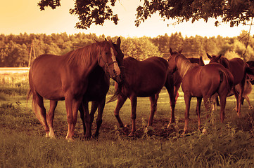 Image showing Horses on the field