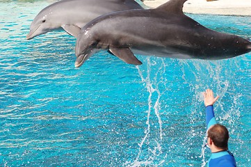 Image showing Dolphins show