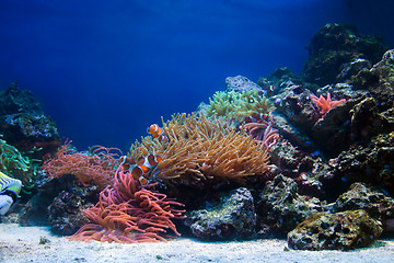 Image showing Underwater life, Fish, coral reef