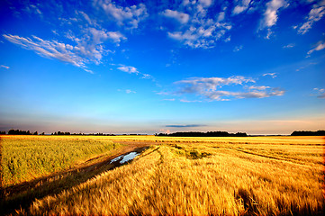 Image showing Wheat field 