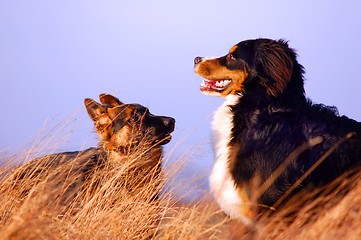 Image showing Bernese mountain dog 