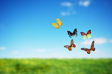 Image showing Colorful buttefly spring field